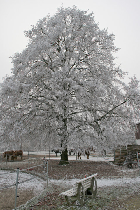 Image Not Found On Media Library