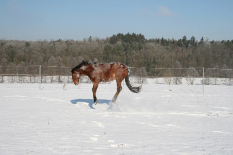 Image Not Found On Media Library