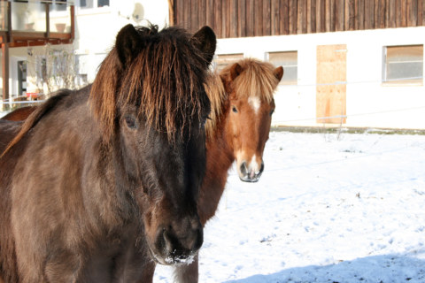 Image Not Found On Media Library