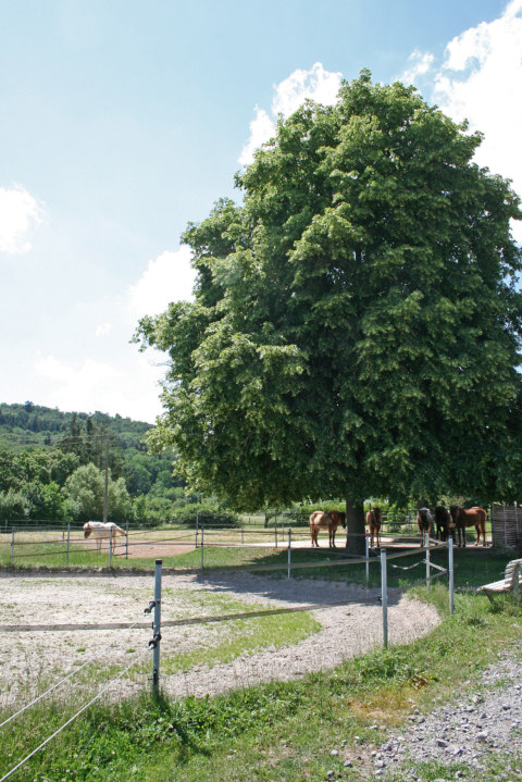 Image Not Found On Media Library