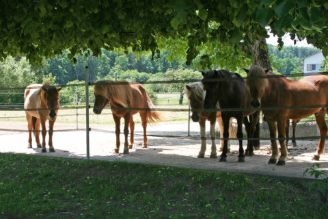 Image Not Found On Media Library