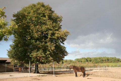 Image Not Found On Media Library