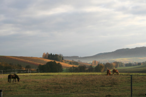 Image Not Found On Media Library