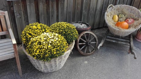 Image Not Found On Media Library