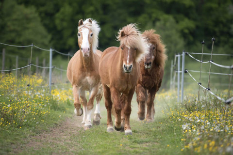 Image Not Found On Media Library