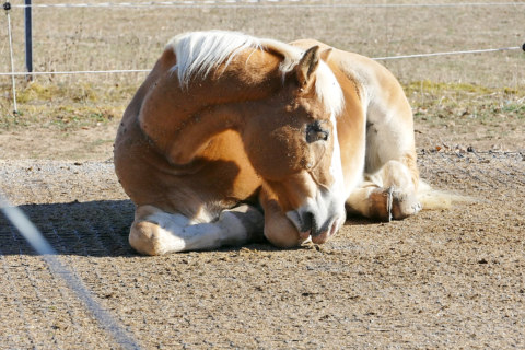 Image Not Found On Media Library