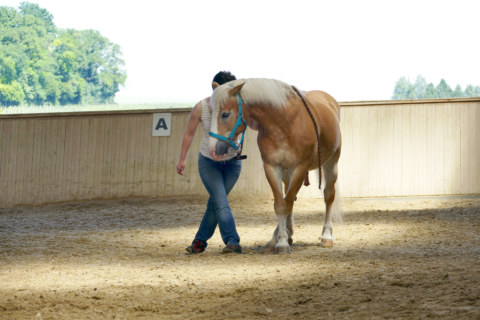 Image Not Found On Media Library